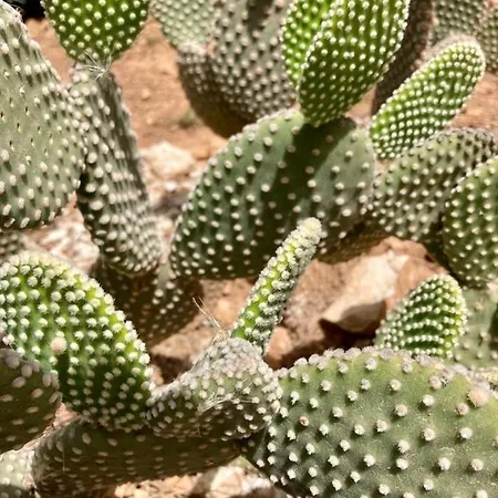 بيت ضيافة Dimora Delle Tonnare 4*