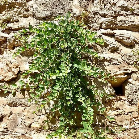 Dimora Delle Tonnare بيت ضيافة